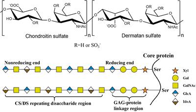 Frontiers | Research And Application Of Chondroitin Sulfate/Dermatan ...